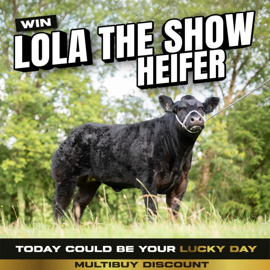 Lola the Show Heifer