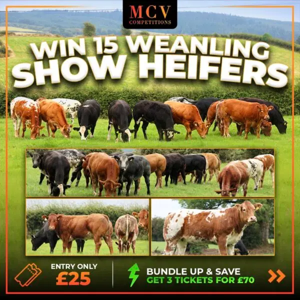 15 X WEANLING SHOW HEIFERS