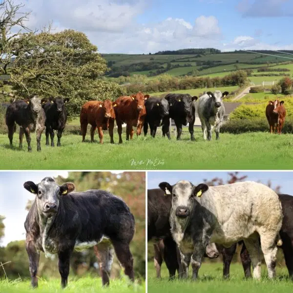 8 X WEANLING SHOW HEIFERS